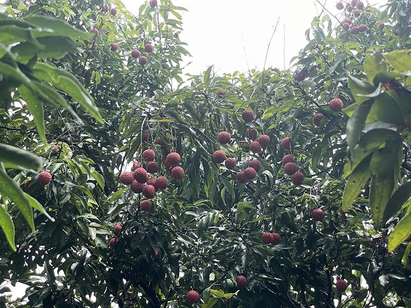 集團活動:朗洲行 · 摘荔枝 集團活動:朗洲行 · 摘荔枝