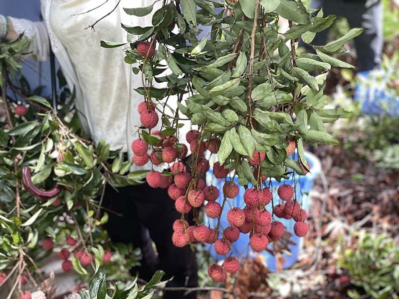 集團活動:朗洲行 · 摘荔枝 集團活動:朗洲行 · 摘荔枝